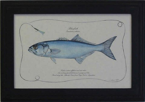 Bluefish