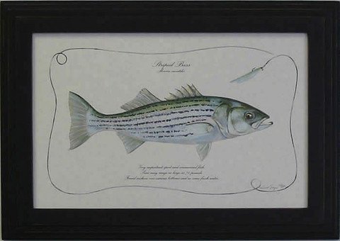 Striped Bass