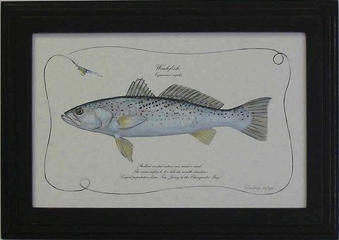 Weakfish