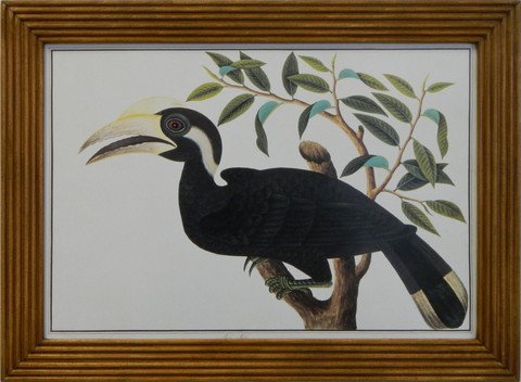 Hornbill Birds of Malaca