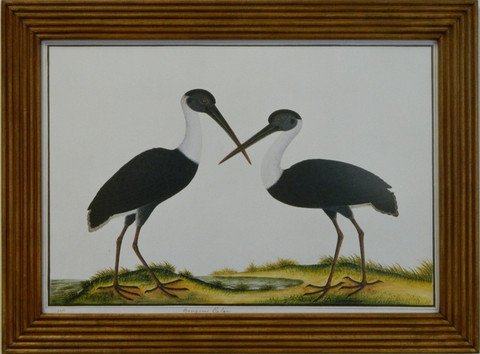 Cranes Birds of Malaca