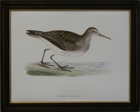 Pectoral Sandpiper