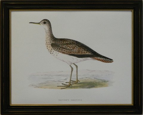 Bartram's Sandpiper