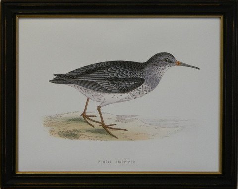 Purple Sandpiper