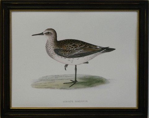 Schinz's Sandpiper