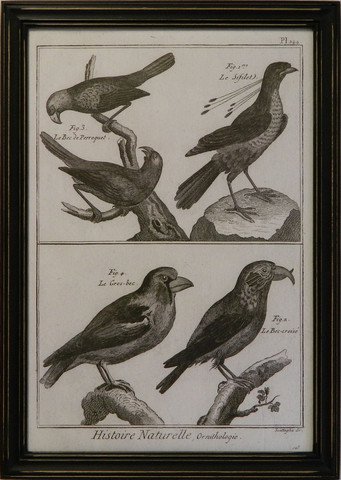 Historie Naturelle Orinthologie II