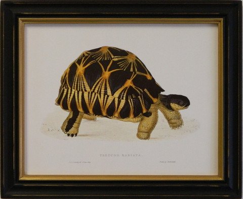 Testudo Radiata
