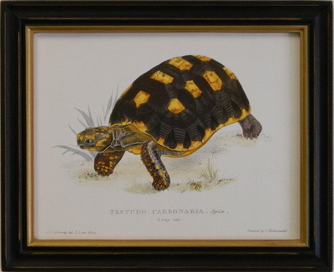 Testudo Carbonaria