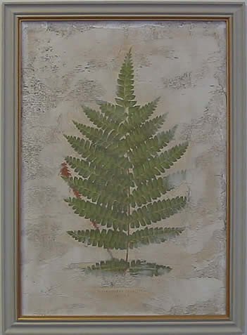 Fern Fresco IV