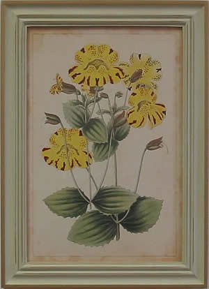 Curtis Blooms Yellow I - Pussywillow Frame