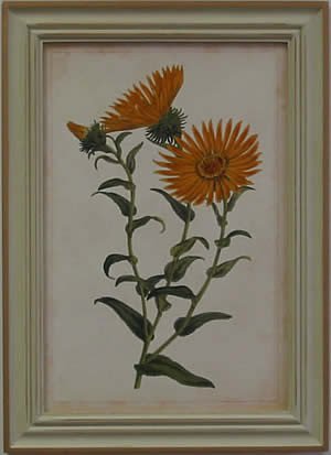 Curtis Blooms Yellow II - Pussywillow Frame