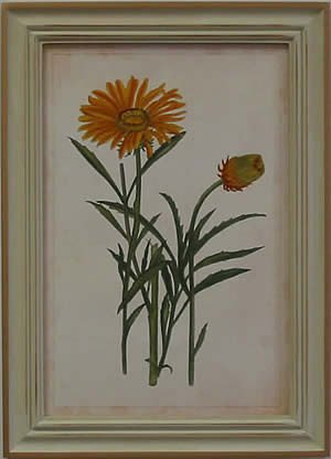 Curtis Blooms Yellow III - Pussywillow Frame