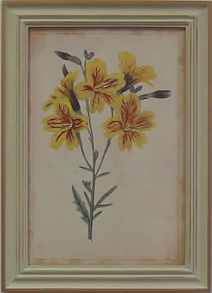 Curtis Blooms Yellow IV - Pussywillow Frame