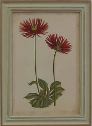 Curtis Blooms Red II - Pussywillow Frame