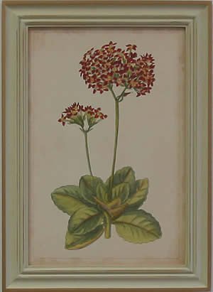 Curtis Blooms Red III - Pussywillow Frame