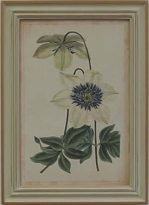 Curtis Blooms White I - Pussywillow Frames