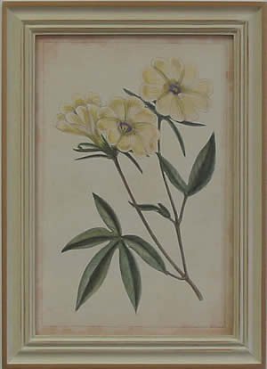 Curtis Blooms White IV - Pussywillow Frame