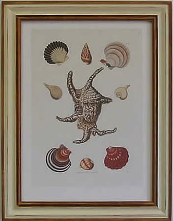 Shells II Pecan Frame