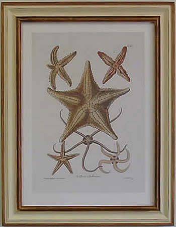 Starfish I Pecan Frame