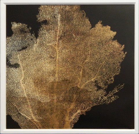 Gold Coral III