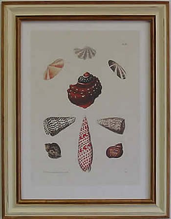 Shells III Pecan Frame