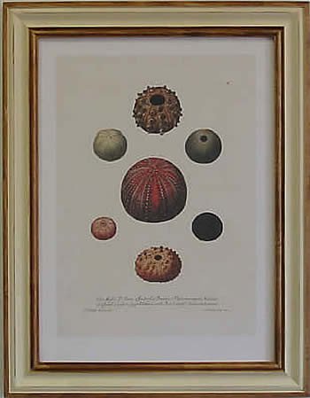 Shells IV Pecan Frame