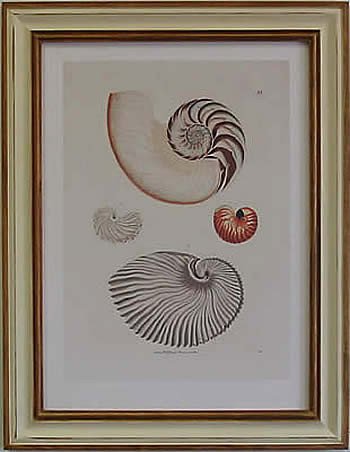 Nautilus II Pecan Frame