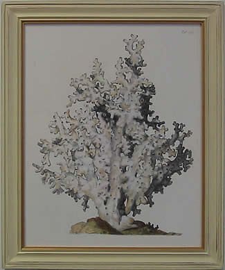 Antique Coral I