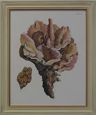 Antique Coral III