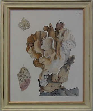 Antique Coral IV
