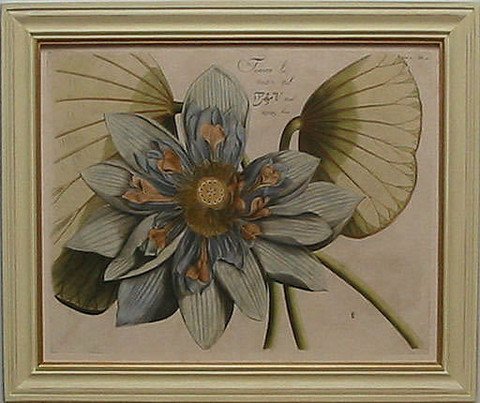 Blue Lotus Flower I