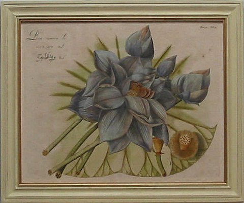 Blue Lotus Flower II