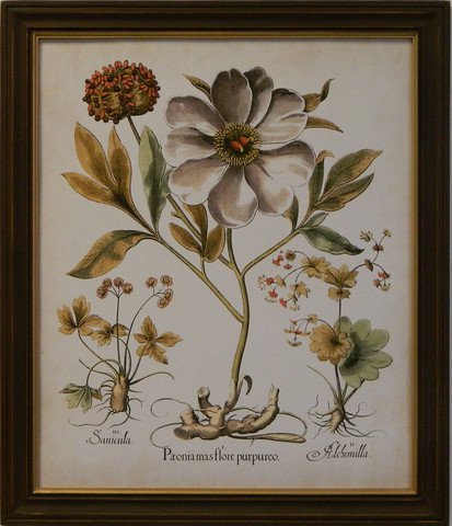 Ivory Peonies II