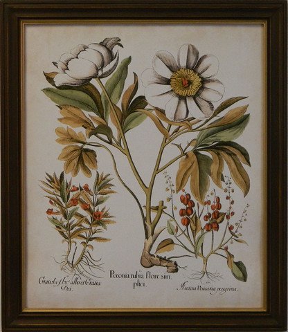 Ivory Peonies IV