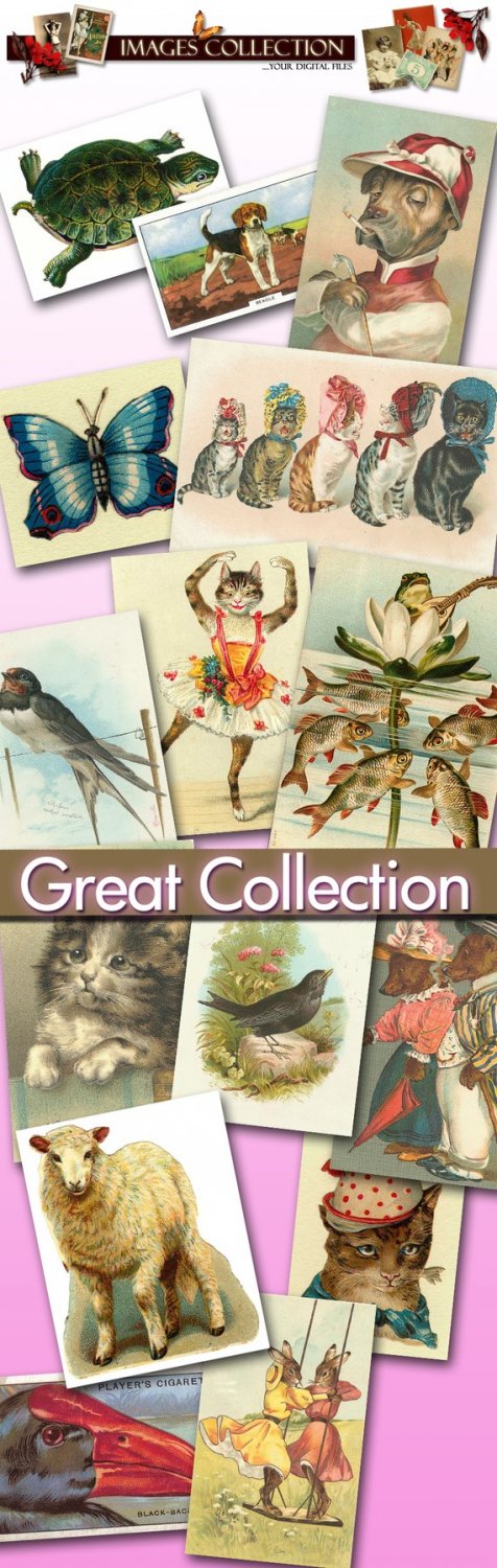 Digital Img. 421 jpeg files animals old altered art Birds Cats Dogs photos