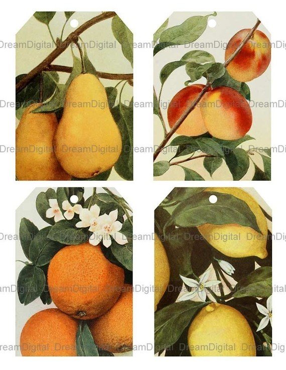 Printable Gift Tags, Vintage Fruit Illustrations, Digital Background