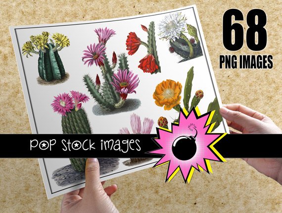 Desert Cactus Digital Image Collection
