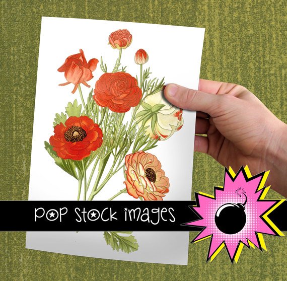 PERSIAN BUTTERCUP Digital Graphic print