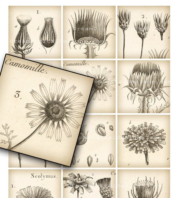 Botanical Drawings, 2.5 inch Squares, Digital Collage Sheet, vintage print