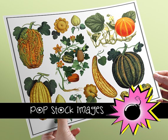 ASSORTED GOURDS Digital Digital PNG Img.