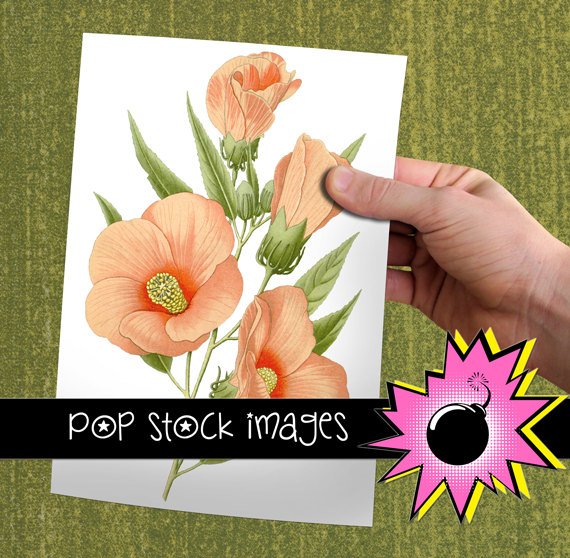 Vintage HIBISCUS Digital Graphic print
