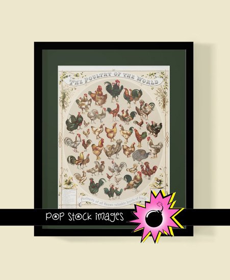 CHICKEN vintage print