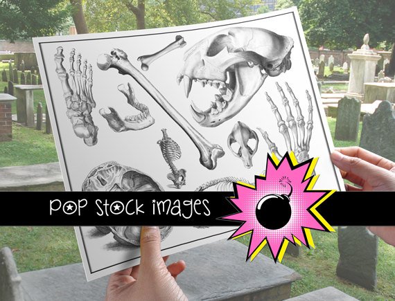 Human Animal Bone Digital Image Collection