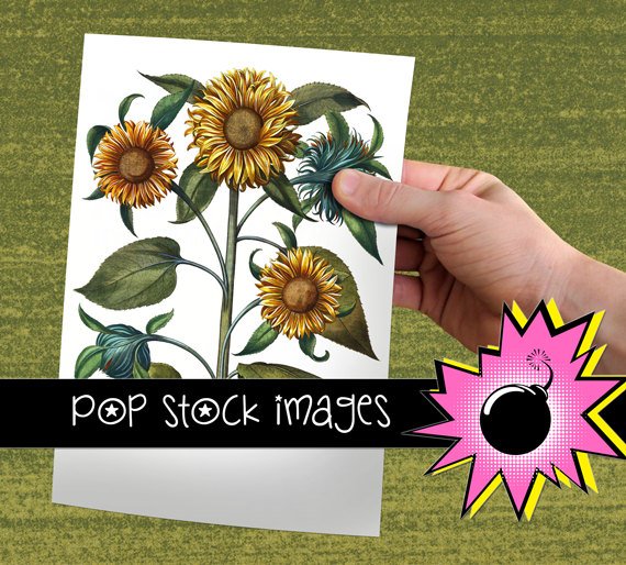 VINTAGE BOTANICAL SUNFLOWER Digital Graphic - Large Digital Image of