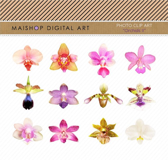 Flowers Clip Art-Collage Sheet-Orchids II-Scrapbook GraphicEmbellishmentsElementsCards