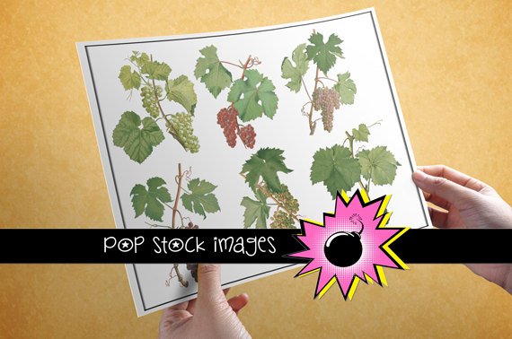 TUSCAN GRAPES Digital Img.