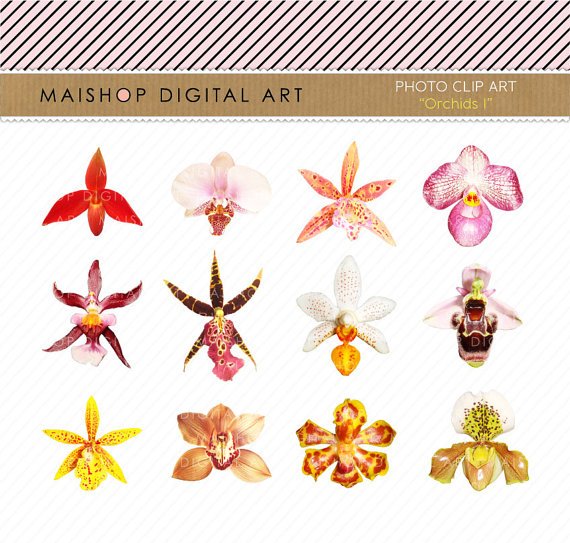 Orchids Clip Art - Flowers Clipart- Digital Collage Sheet - Orchids