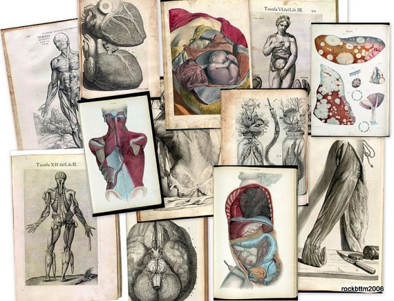 Hi Res Art DVD: Old 1500s Human BODY ANATOMY Organs Medicine Illustration Sketch