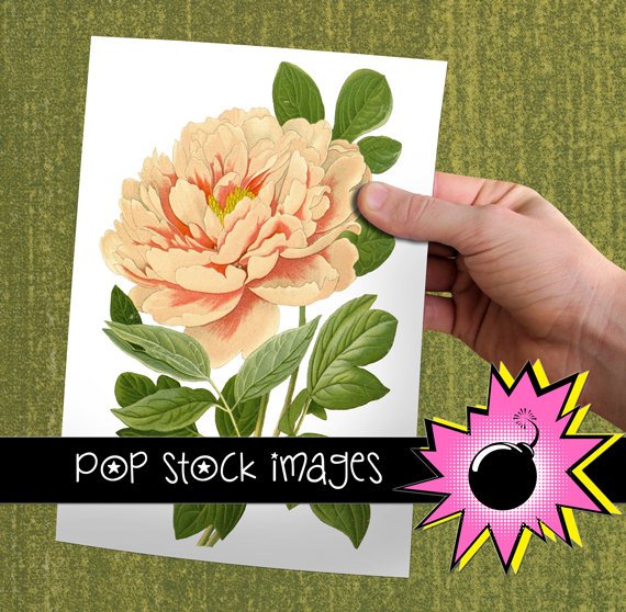 Vintage Peony Digital Graphic print