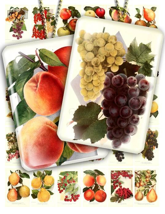 Collage FRUITS-02 vintage print